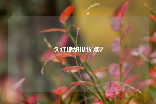 久红瑞甜瓜优点？