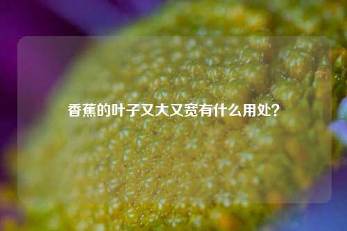 香蕉的叶子又大又宽有什么用处?