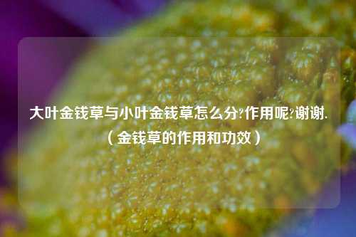 大叶金钱草与小叶金钱草怎么分?作用呢?谢谢.(金钱草的作用和功效)