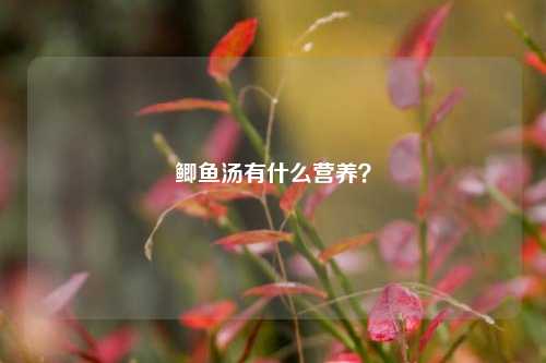 鲫鱼汤有什么营养？