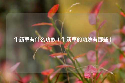 牛筋草有什么功效（牛筋草的功效有哪些）