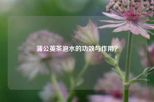 蒲公英茶泡水的功效与作用？